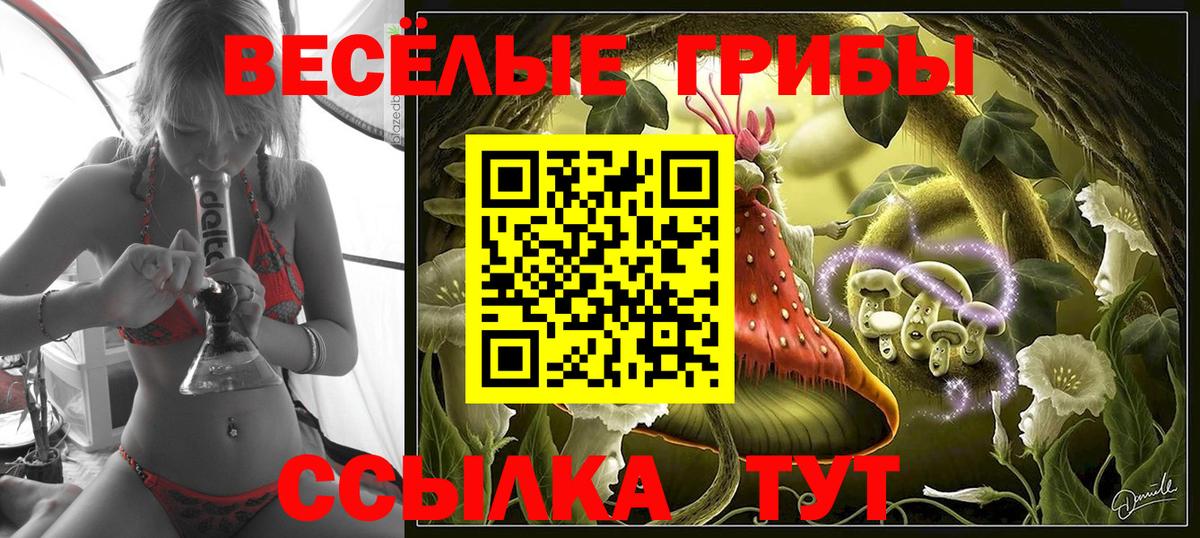 Псилоцибиновые грибы Psilocybe Гусиноозёрск
